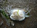 Bretagne (216)